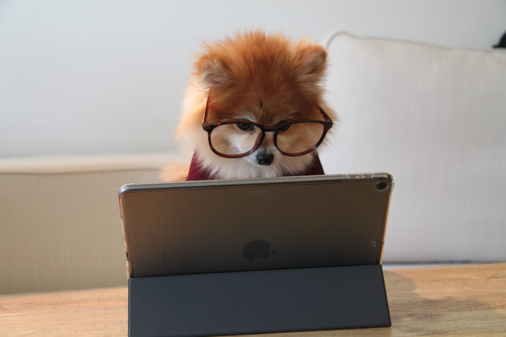 Pomeranian dog with glasses typing on a laptop