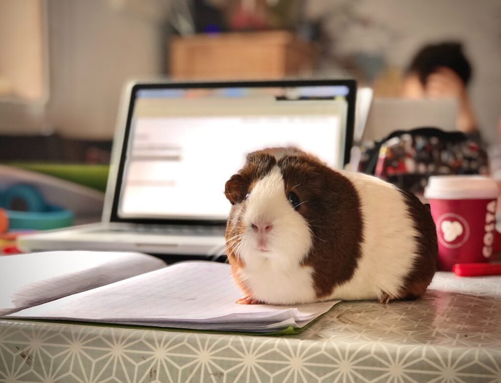 Lap top with hamster in front facing towards audience